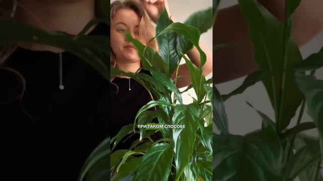 #домашниерастения #домашниецветы #homeplants #женскоесчастье #спатифиллум #plantsathome