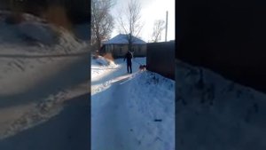 прикол!!! прогулка со стаффордом