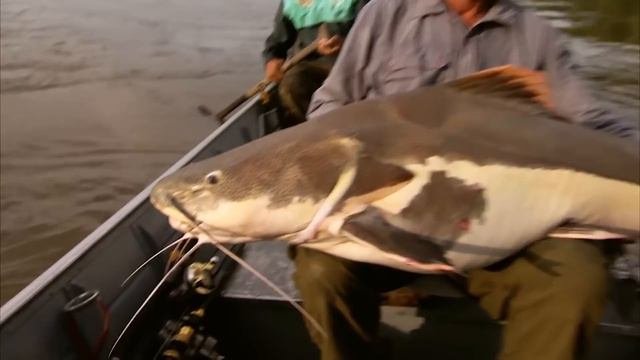 Best Of Catfish! #2 | COMPILATION | River Monsters