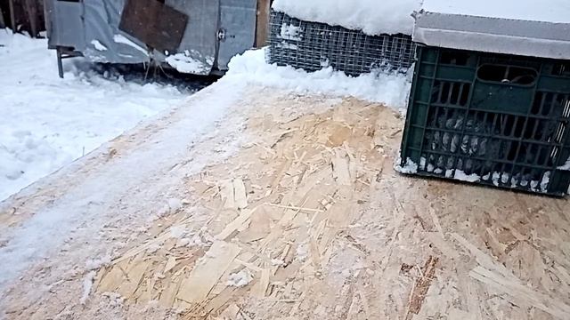 ВАКЦИНАЦИЯ КРОЛИКОВ ОТ ВГБК И МИКСОМАТОЗА кролики МИКС СЕРЕБРО ПАНОН