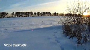Заяц сам выбежал мне под выстрел. Охота на зайца беляка троплением