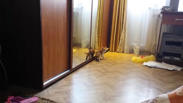 Попытка попасть в зазеркалье.