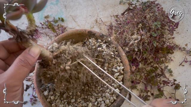 052  Graptoveria Bainesii  Repotting