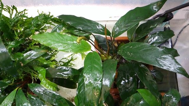 Анубиас минима (Anubias barteri var. glabra minima) смотреть онлайн