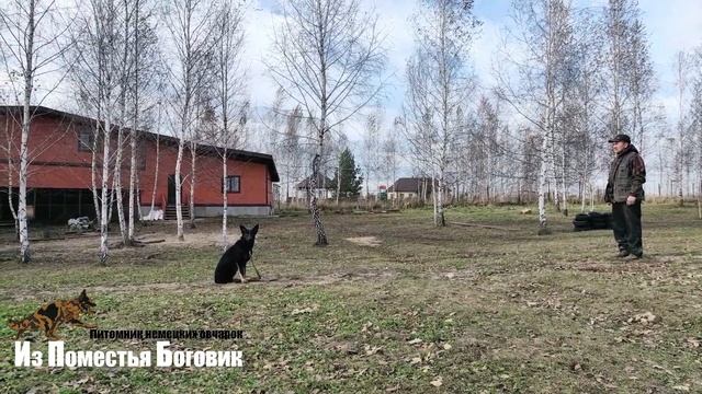 БРИНА С ВЯТСКИХ ХОЛМОВ (8 мес) черно-подпалая девочка - щенок немецкой овчарки смотреть онлайн