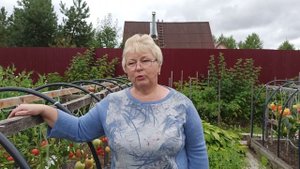 Почему помидоры не краснеют? Причины и что делать? Продолжаем собирать урожай в открытом грунте.