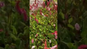 Persicaria with the Quarantine Gardener