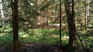 31 08 2018 ЭХО в лесу