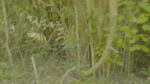 Сочи.Место где растет Пробковое дерево и Секвойя Американская. (2)