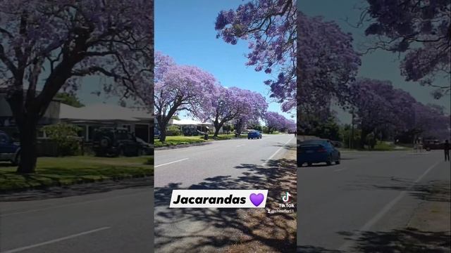 Jacarandas in Grafton NSW Australia #shorts