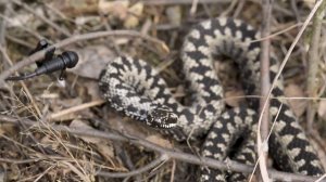 Гадюки,медянки,шахматные змеи,ужи