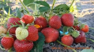 Земляника садовая Клери (fragaria ananassa) ? Клери обзор: как сажать, рассада земляники Клери