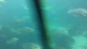 Рыба северных морей