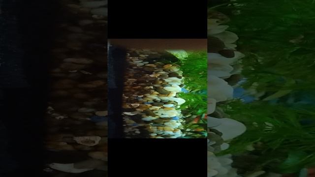 Аквариумные рыбки для новичков