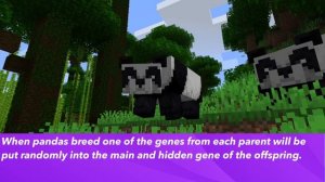 How To Get Brown Panda In Minecraft