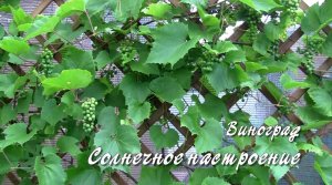 Солнечное настроение. Виноград. Дачные картинки 2022