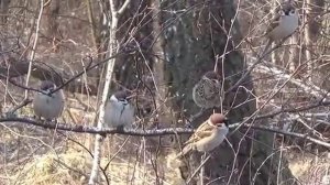 Чибис - птица реактивная