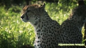 Африканские гипарды отдыхают всей семьёй