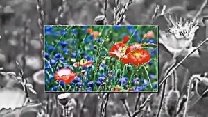 Поздравление на 8 Марта для любимой Ромашки Любашки