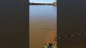 Ловим карпа в Подмосковье