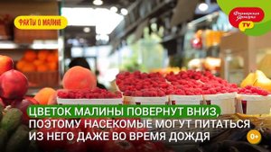 Интересные факты о ягодах