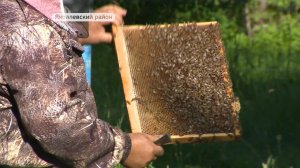 В Приморье начали качать липовый мёд