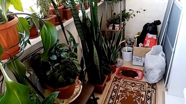 Ноябрьский обзор моих растений 2021 смотреть онлайн