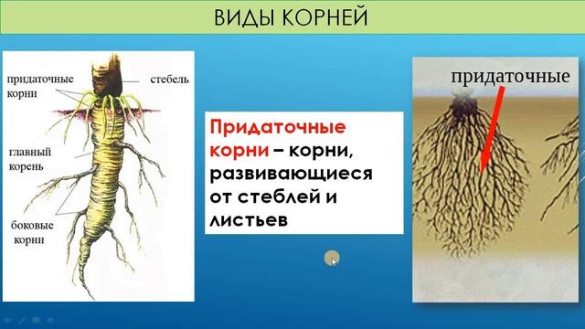 5кл_Биология_Корень.Функции корня.Разнообразие корней.Корневые системы. Очкинникова А.В.