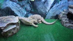 Самцы бородатой агамы дерутся в период гона