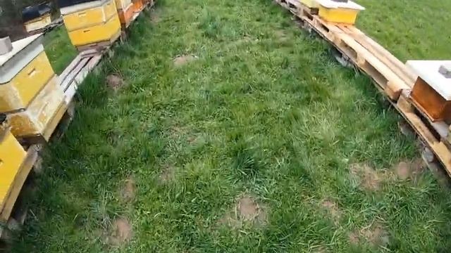 Роение Пчелы начали тянуть мисочки Как предугадать капризы природы что бы предотвратить роение.