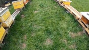 Роение Пчелы начали тянуть мисочки Как предугадать капризы природы что бы предотвратить роение.