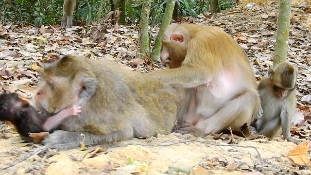 Showing daily activities of BB LEO смотреть онлайн