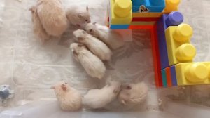 Сирийские хомячки.