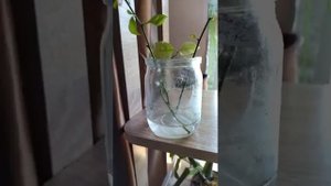 #бугенвиллия дала корни в воде?