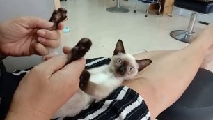 Реакция кошки на массаж лап