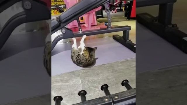 спорт??