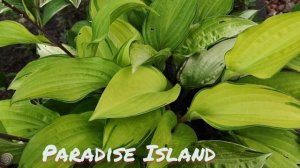 Хоста сорт Paradise Island....осень...#хоста#ParadiseIsland#осеньокрас#сортхост#