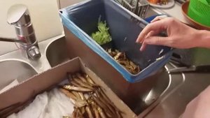 Готовим шпроты из корюшки 1