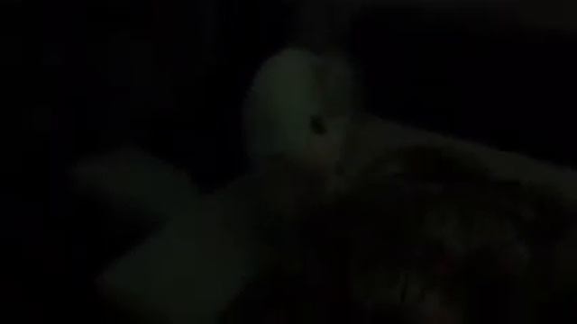 Пёс охраняет сон хозяина смотреть онлайн