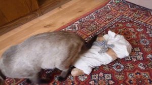 Кот трахает собаку. Мартовский кот.