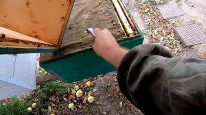 ОСЕНЬЮ СНИМАЮ УТЕПЛЕНИЕ С УЛЬЕВ! ДЕЛАЮ ДВУХ СТОРОННЮЮ ВЕНТИЛЯЦИЮ ПЧЕЛИНОГО ГНЕЗДА!СИЛА СЕМЕЙ В ЗИМУ