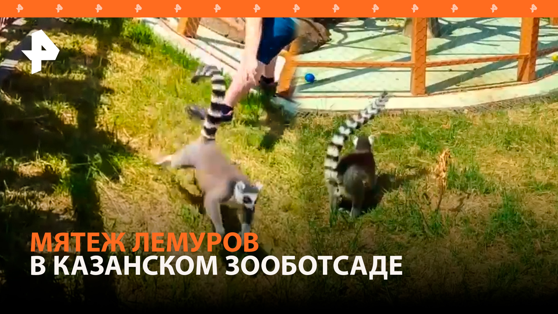 Восстание лемуров в Казанском зооботсаде: проказники сбежали из вольеров