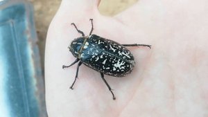 Мраморный хрущ ▷ содержание polyphylla fullo