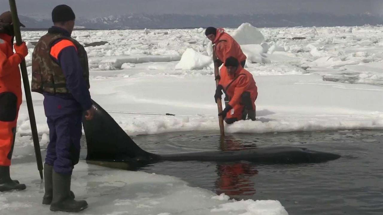 касатки попали в ледяной плен. спасение касатки. касатки попали в ледяной плен. спасение касаток из ледового плена. касатки попали в ледяной плен.