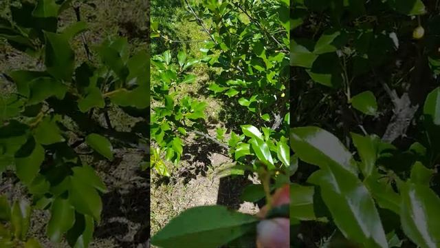 Борьба с тлей. Обработка зеленкой, йодом, марганцовкой и содой. смотреть онлайн