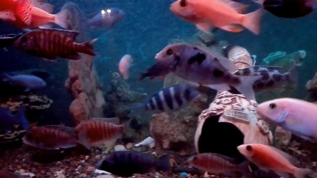 Длиннорылый Димидиохромис Компрессицепс , аулонокары Фаер Фиш, кальвусы ГОЛД, ВАСИЛЬКИ ОВ, и други смотреть онлайн