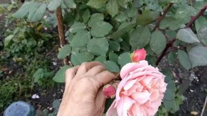 Розы. Цветение роз 15 октября.Третье цветение роз Мисс Файн и Поль Бокюс.