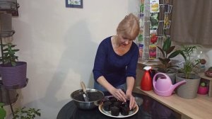 ЮККА  Как сеять юкку