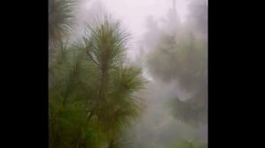 Юрий Кукин "За туманом"