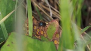 Пауки Санкт-Петербурга